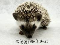 hedgehog photo
