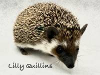 hedgehog photo