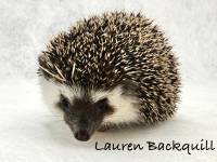 hedgehog photo