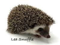 hedgehog photo