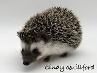 hedgehog photo