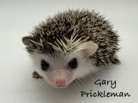 hedgehog photo