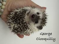 hedgehog photo