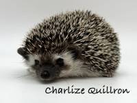 hedgehog photo