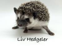 hedgehog photo