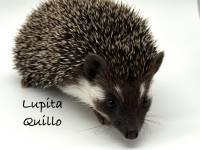 hedgehog photo