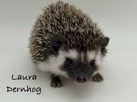 hedgehog photo