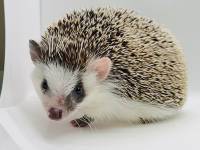 hedgehog photo