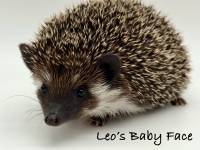 hedgehog photo
