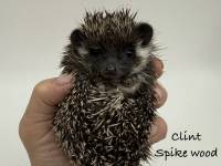 hedgehog photo