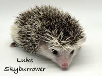 hedgehog photo