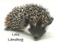 hedgehog photo