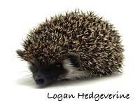 hedgehog photo