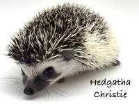 hedgehog photo