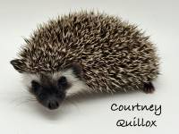 hedgehog photo