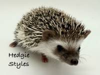 hedgehog photo