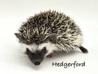 hedgehog photo