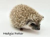 hedgehog photo