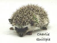 hedgehog photo
