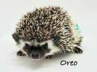 hedgehog photo