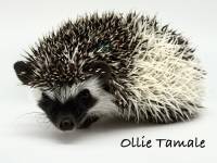 hedgehog photo