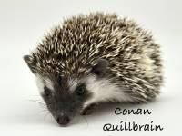 hedgehog photo