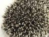 hedgehog photo