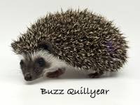 hedgehog photo