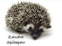 hedgehog photo