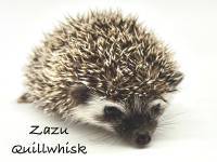 hedgehog photo