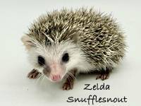 hedgehog photo