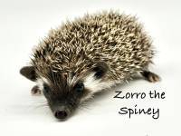 hedgehog photo