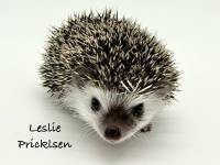 hedgehog photo