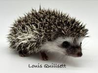 hedgehog photo