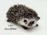 hedgehog photo