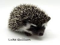hedgehog photo