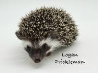 hedgehog photo