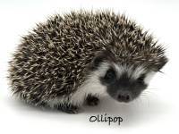 hedgehog photo