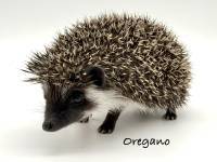 hedgehog photo