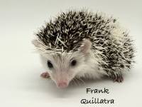 hedgehog photo