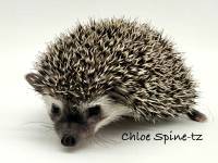 hedgehog photo