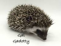 hedgehog photo