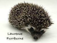 hedgehog photo