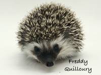 hedgehog photo