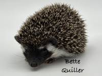 hedgehog photo