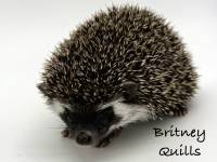 hedgehog photo