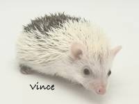 hedgehog photo