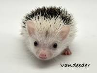 hedgehog photo