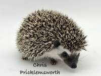 hedgehog photo