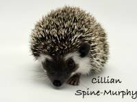 hedgehog photo